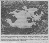 Jungstrche im Nest auf dem Hofgebude Kleine Klausing in Sdfelde; Quelle/Source: Oldenburgische Volkszeitung 07. Mai 1983