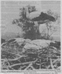 Strche im Nest auf dem Hofgebude Kleine Klausing in Sdfelde; Quelle/Source: Oldenburgische Volkszeitung 07. Mai 1983