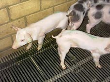 Auseinanderwachsen und Kümmern der Ferkel
