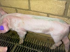 deutlich zurückgebliebenes Ferkel, Flanken eingefallen