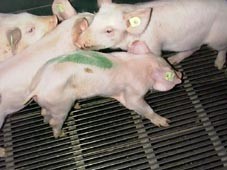 deutliches Kümmern, eingefallene Flanken