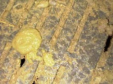 Hier kann aufgrund der Kotfarbe auch E. coli mit beteiligt sein.