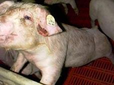 Ohrrandnekrosen - sie werden unter Circovirusinfektion häufiger beobachtet.