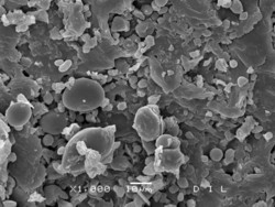 Abbildung 3: unbehandelter Weizen