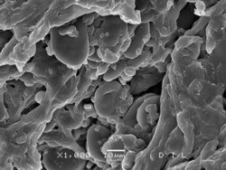 Abbildung 4: opticon® behandelter Weizen