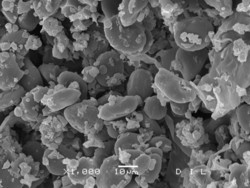 Abbildung 5: unbehandelte Gerste