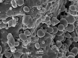 Abbildung 7: unbehandelter Mais