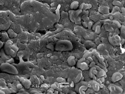 Figure 8: opticon® treated maize